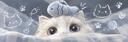 Discovery splash banner for 。°✩₊gg/chanel — icons & pfps・active 24/7・gifs & banners・emojis & stickers Discord server